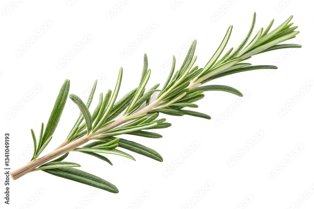 Fototapeta premium Rosemary twig isolated on transparent background. Png