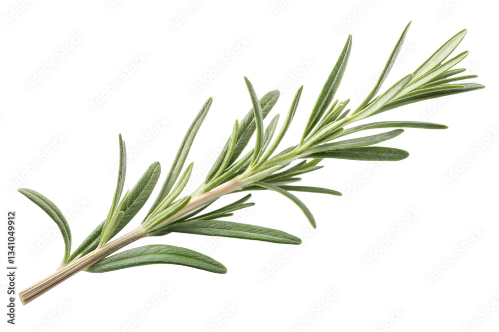 Fototapeta premium Rosemary twig isolated on transparent background. Png