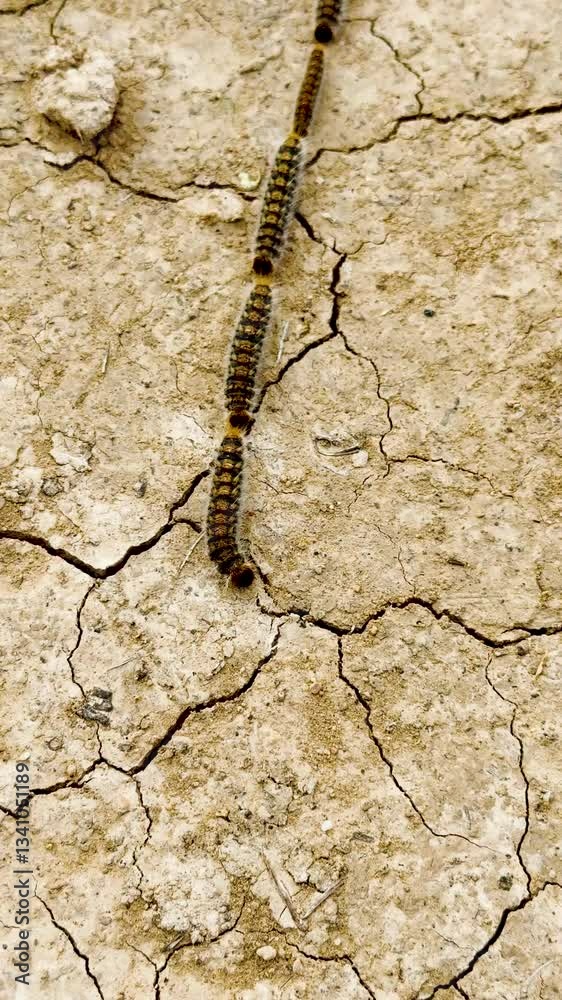 Processionary caterpillars moving in a line on dry cracked soil Processionary caterpillars moving in a line on dry cracked soil