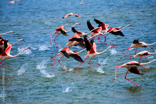 Wallpaper Mural A flock of flamingos on the lake.
A flock of pink flamingos in their natural environment. Blur effect. Flamingos are a type of wading bird in the family Phoenicopteridae Torontodigital.ca