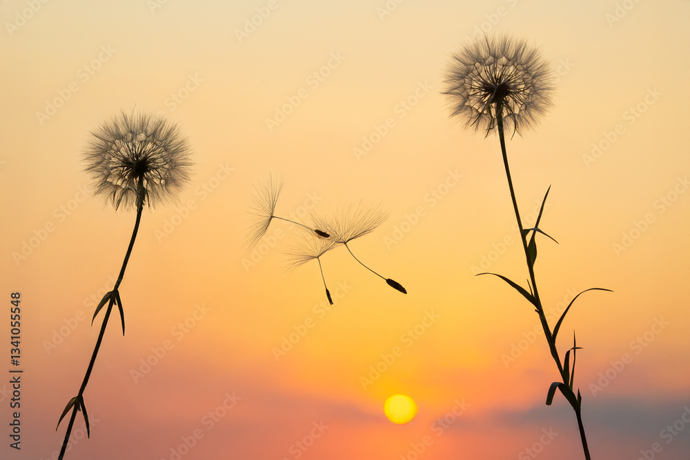 Obraz premium Dandelion seeds are flying against the background of the sunset sky. Floral botany of nature