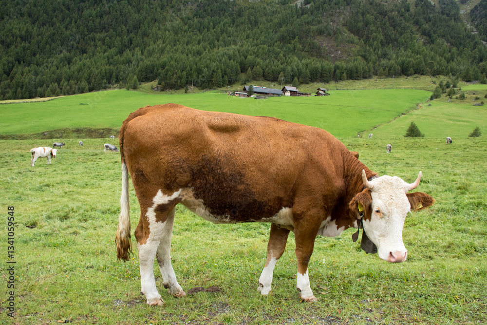 Young cow standing and eating food grass at land of mountain in otztal alps mountain in Schnals city Young cow standing and eating food grass at land of mountain in otztal alps mountain in Schnals city