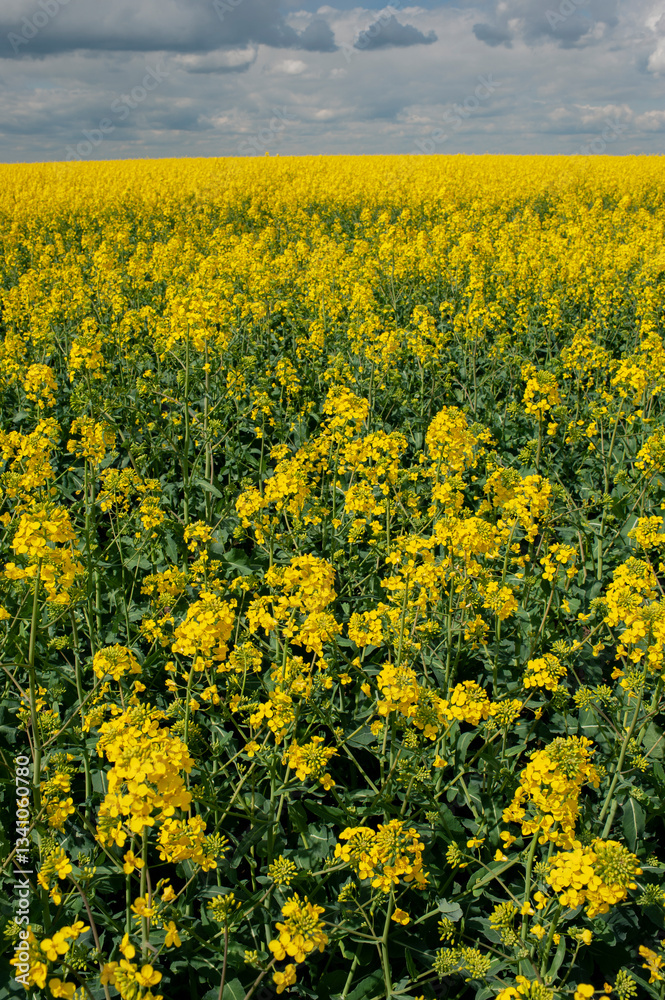 A picturesque view of rural fields with rapeseed flowers. Rapeseed blooming and setting under the hot sun, absorbing the strength and energy of nature. A picturesque view of rural fields with rapeseed flowers. Rapeseed blooming and setting under the hot sun, absorbing the strength and energy of nature.
