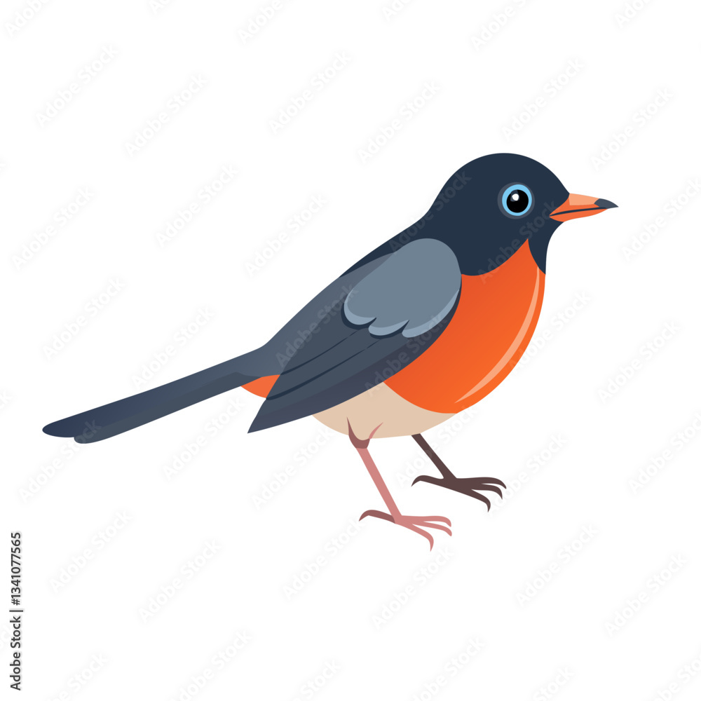 Fototapeta premium Cute American Robin Bird Vector Illustration Design