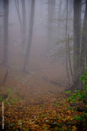 Fog in the forest in Suva planina, Serbia