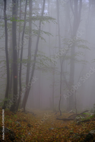 Fog in the forest in Suva planina, Serbia