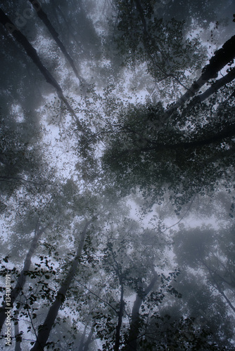 Fog in the forest in Suva planina, Serbia
