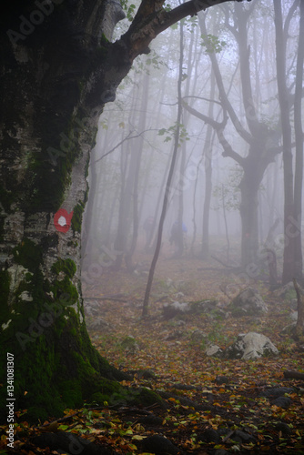 Fog in the forest in Suva planina, Serbia