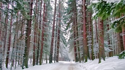 Silent Snowfall: Gentle Snowfall in a Winter Forest