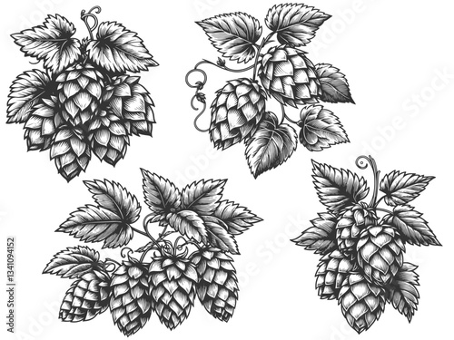 Set Hops Plant Leaves engraving vector illustration collection