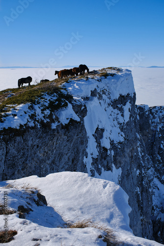 Horses flocking at Trem mountain in Suva planina national park, Serbia