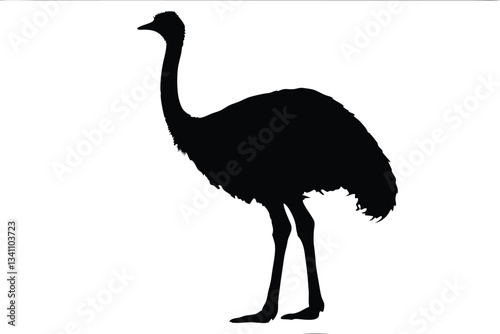 emu bird  silhouette vector,Ostrich  vector illustration 