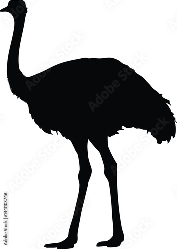 emu bird  silhouette vector,Ostrich  vector illustration 