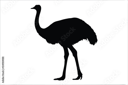 emu bird  silhouette vector,Ostrich  vector illustration 
