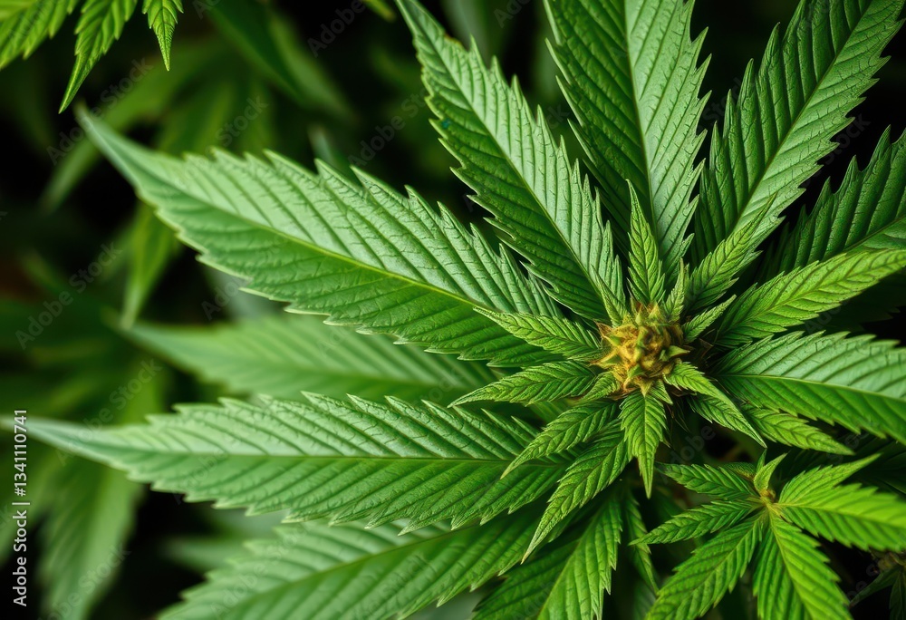 Close-up of lush green cannabis leaves, showing intricate details, cannabidiol, cannabis Close-up of lush green cannabis leaves, showing intricate details, cannabidiol, cannabis