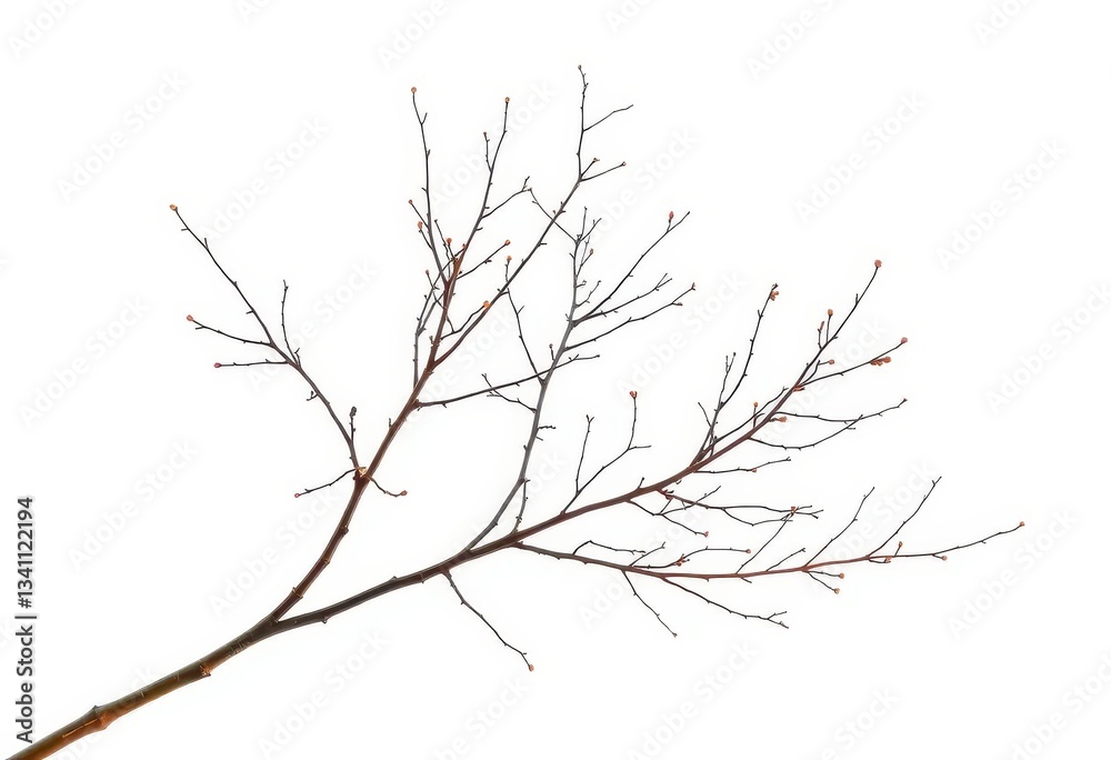 Delicate, bare branches isolated against a pure white backdrop, branch, stem Delicate, bare branches isolated against a pure white backdrop, branch, stem