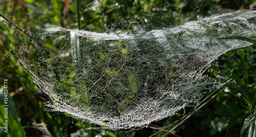 Spinnennetz mit Wassertropfen 