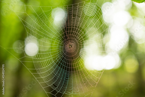 Spinnennetz im Wald