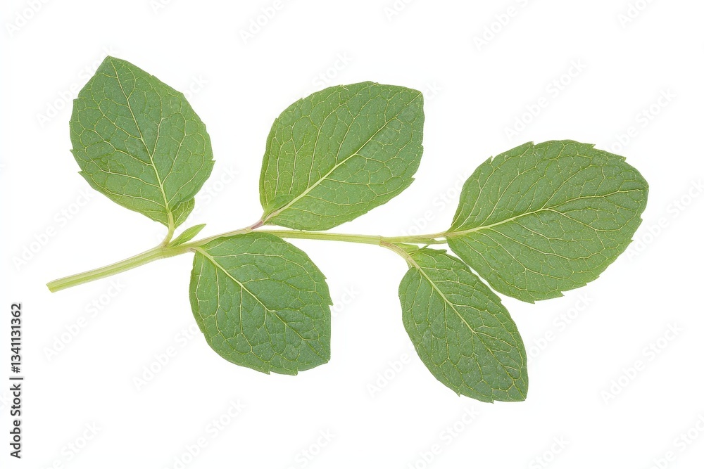Fototapeta premium A fresh green sprig of mint leaves showcasing their texture and vibrant color against a white background.