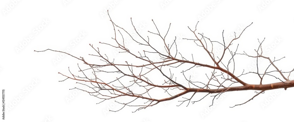 Isolated bare branches against a pure white backdrop, showcasing intricate textures and natural forms, dry branches, macro Isolated bare branches against a pure white backdrop, showcasing intricate textures and natural forms, dry branches, macro