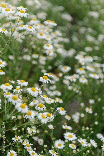 Fototapeta Naklejka Na Ścianę i Meble -  Chamomile field, background