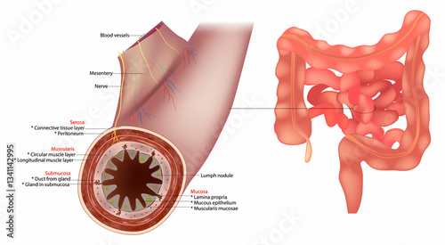 Photos Small Intestine Diagram