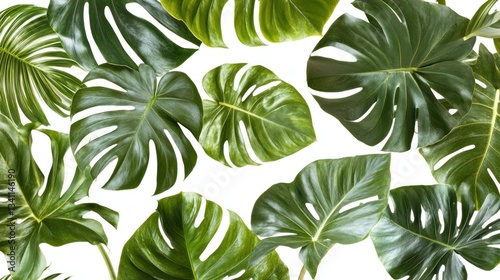 Wallpaper Mural Lush Green Monstera Leaves Tropical Botanical Background Torontodigital.ca
