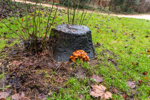 Картината върху платно A cluster of gold brown velvet shank mushrooms, Flammulina velutipes, sprouting