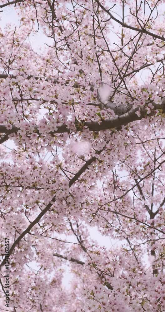 Vertical low angle looking up at a springtime cherry blossom tree flowers as petals fall in slow motion Vertical low angle looking up at a springtime cherry blossom tree flowers as petals fall in slow motion
