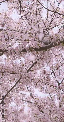 Vertical low angle looking up at a springtime cherry blossom tree flowers as petals fall in slow motion