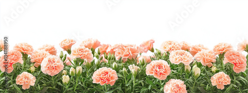 Elegant Floral Background with Peach Carnations & Pink Roses – Soft Pastel Digital Art with Greenery on a White Backdrop, Blurred Edges & Sophisticated Aesthetic