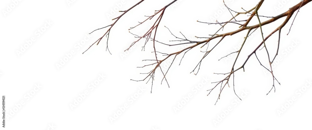 Fototapeta premium Delicate, bare branches isolated against a pure white backdrop, abstract, simple