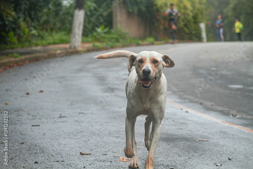 Cão Correndo Dog Running on the street