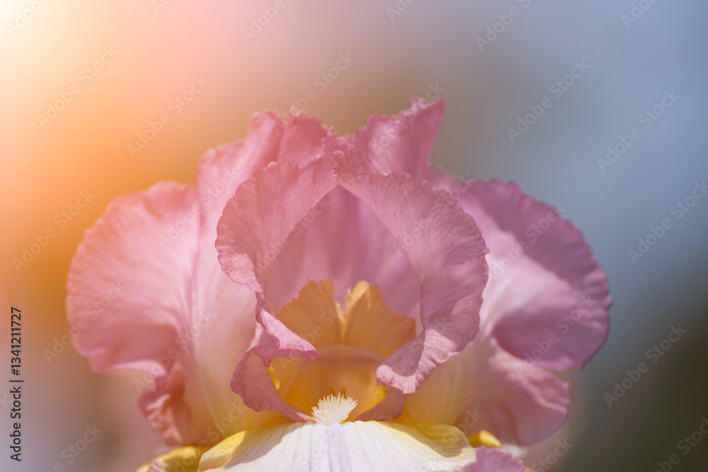 Fototapeta premium Purple with yellow bearded iris flower close up