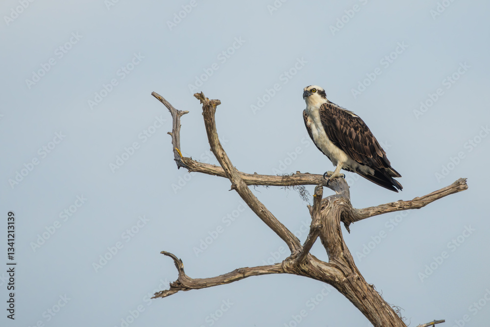 An osprey perched on a tree An osprey perched on a tree