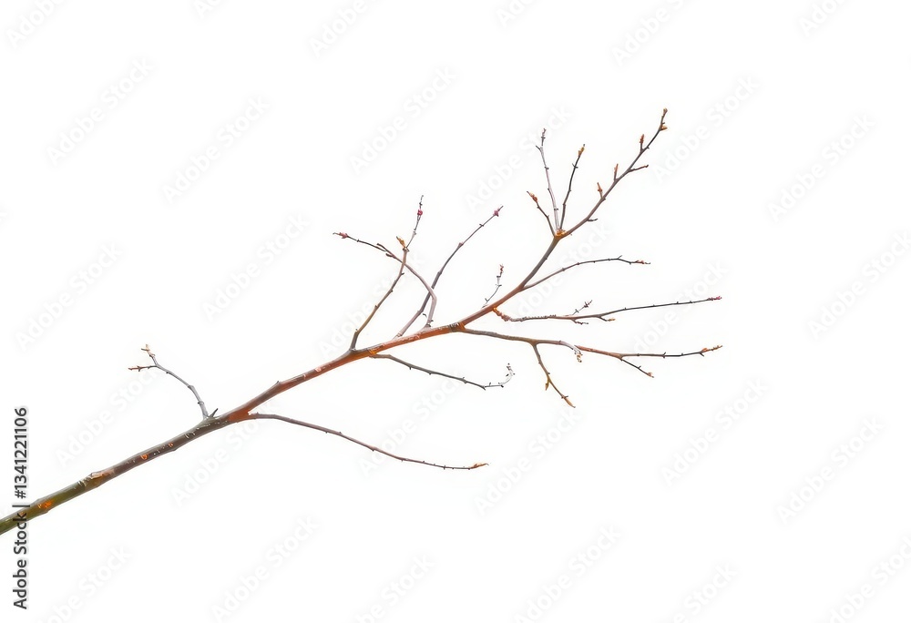 Fototapeta premium Delicate, bare branches isolated on pure white backdrop, tree, botany