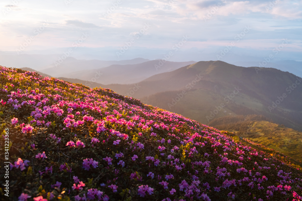 Obraz premium Golden sunset rays casting a magical glow over a rhododendron-covered mountain meadow, with misty peaks stretching into the horizon. Spring mountains. Landscape photography