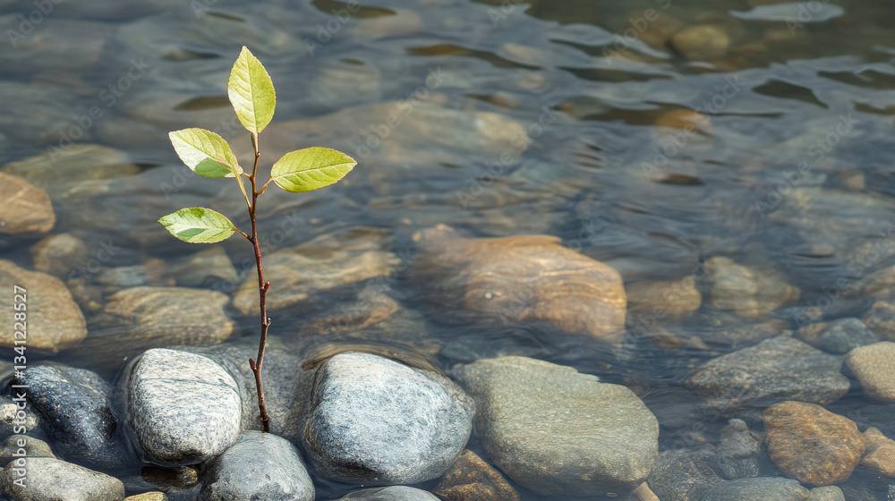 New growth emerging from stones along a tranquil riverbank in a serene natural setting