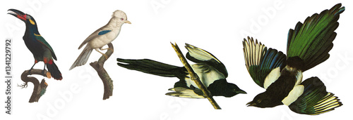 Set Of Vintage Illustration Of Different Species Of Birds With Transparent Background, Colorful Bird Flying
