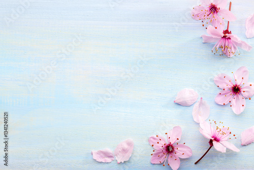 Few flowers of Sakura on wooden board painted light blue. Flat lay.