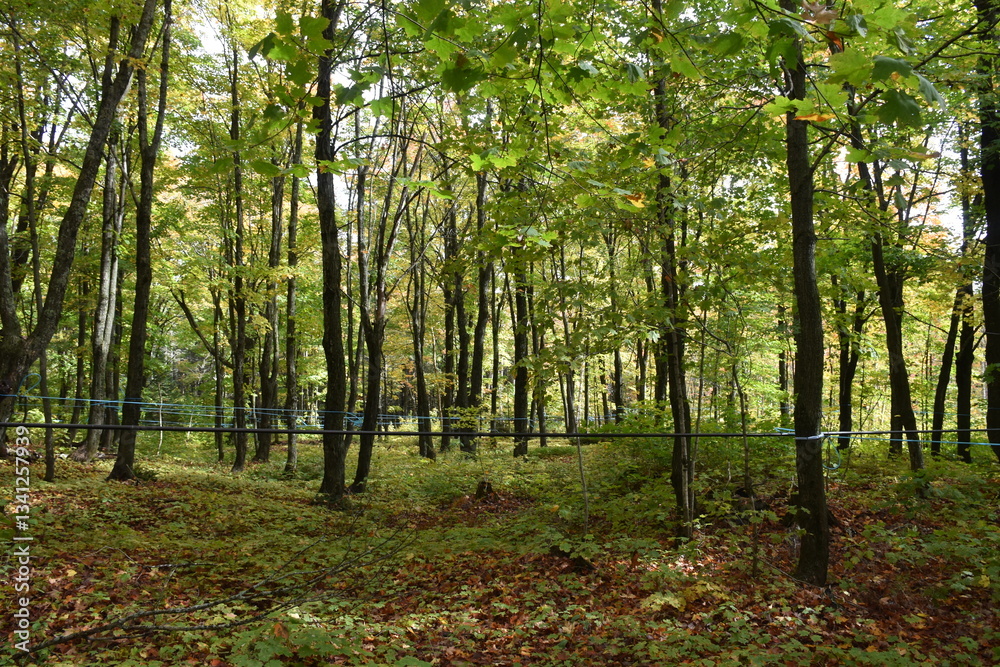 Fototapeta premium A maple grove in summer, Sainte-Apolline, Québec, Canada