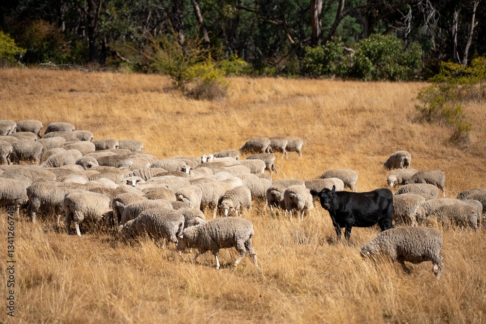 Merino sheep, grazing and eating grass in New zealand and Australia Merino sheep, grazing and eating grass in New zealand and Australia