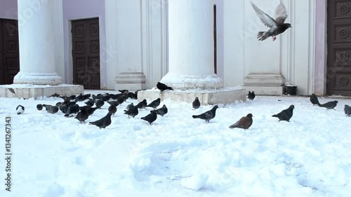 Large group of birds are gathered in the snow. The birds are scattered throughout the scene, with some standing closer to the camera and others further away. Concept of peacefulness and tranquility