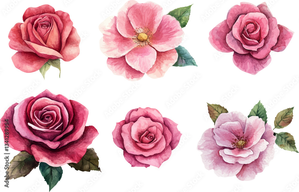 Naklejka premium set of pink roses isolated