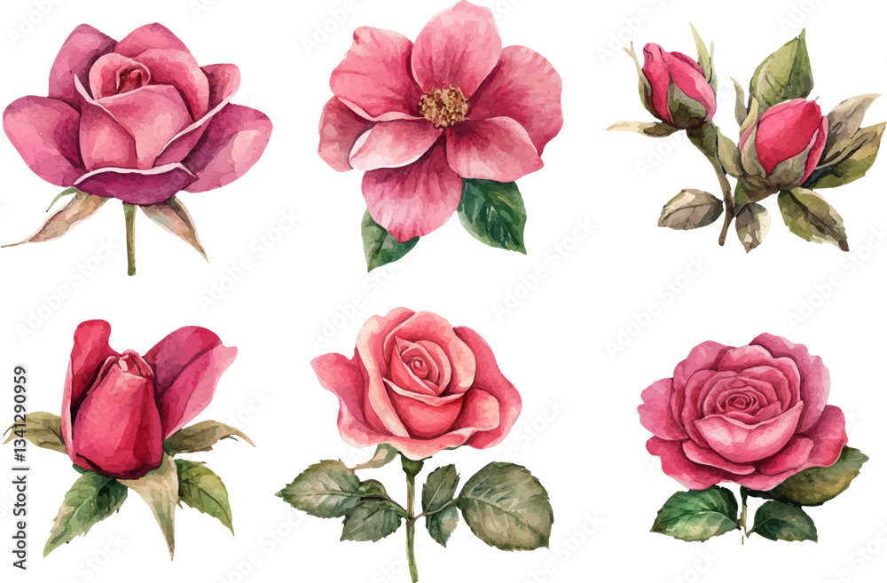 Naklejka premium set of pink roses isolated