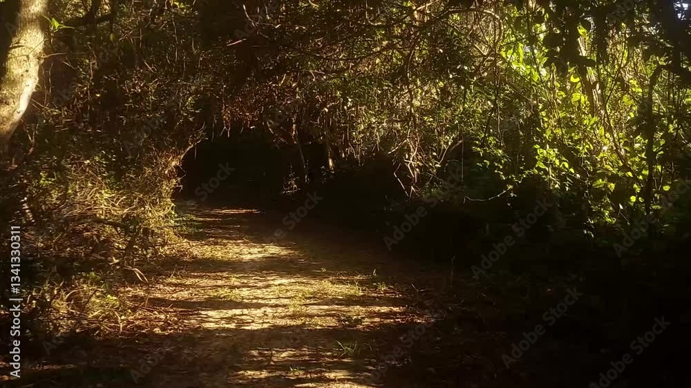 Sendero iluminado por la suave luz de la mañana, creando una atmósfera idilica