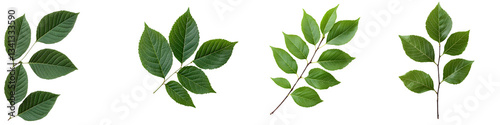 Collection of diverse green leaves from different botanical specimens showcasing the vibrant foliage and natural patterns found in the plant kingdom