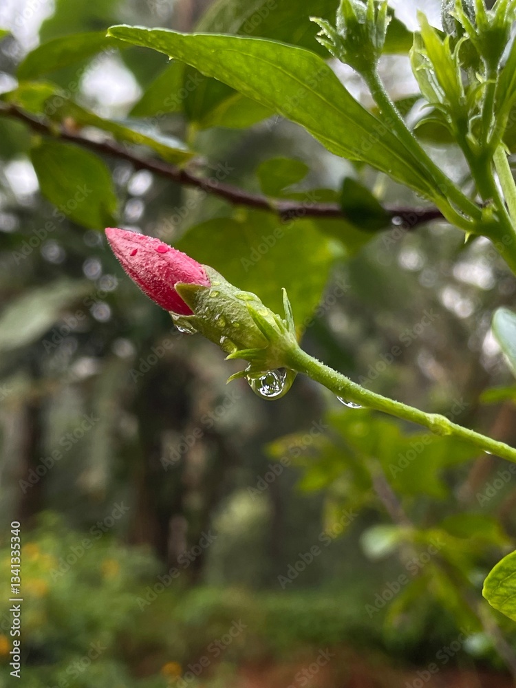 a hibiscus bud with dew drops in a green garden a hibiscus bud with dew drops in a green garden
