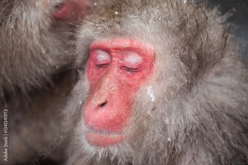 Japanese snow monkeys close up photo