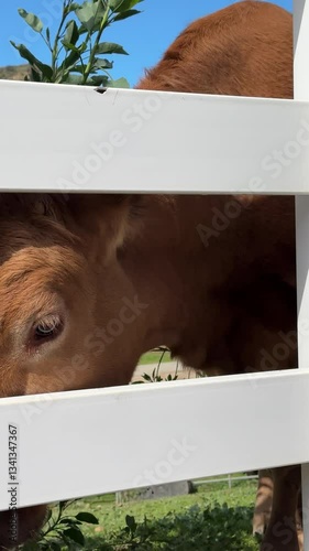A brown cow and a fence